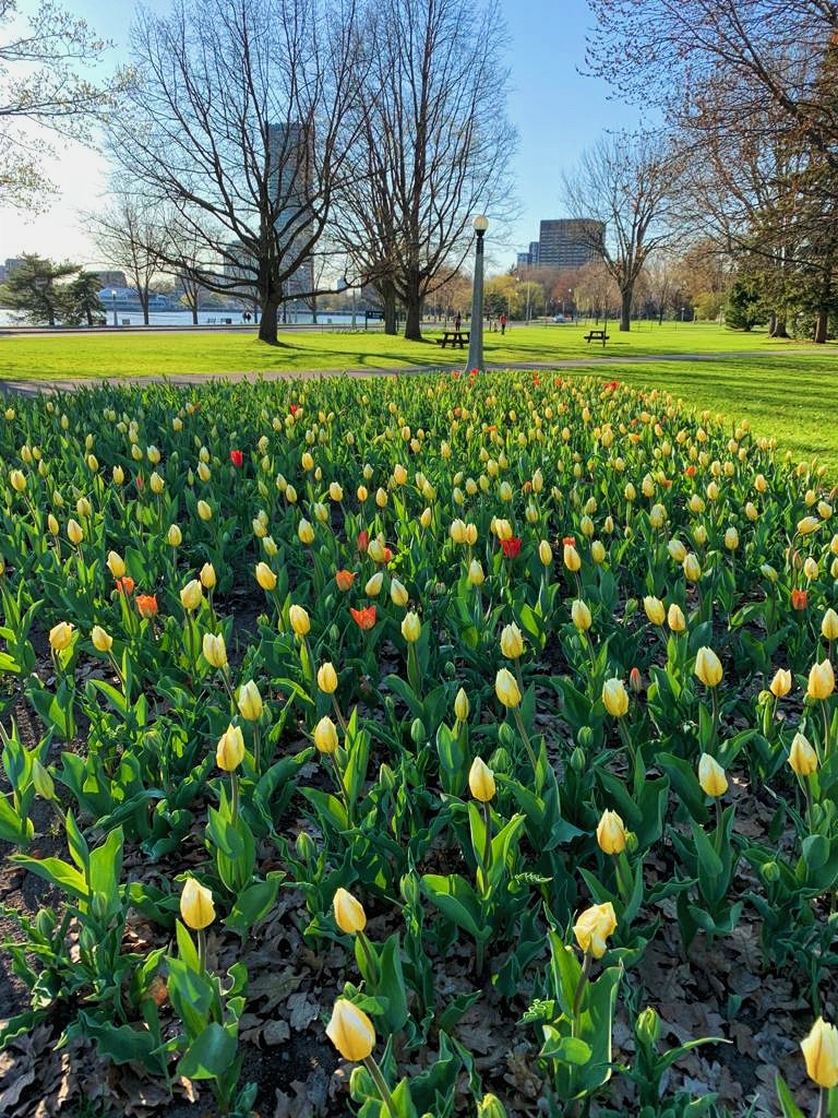 yellow tulips in commissioners park