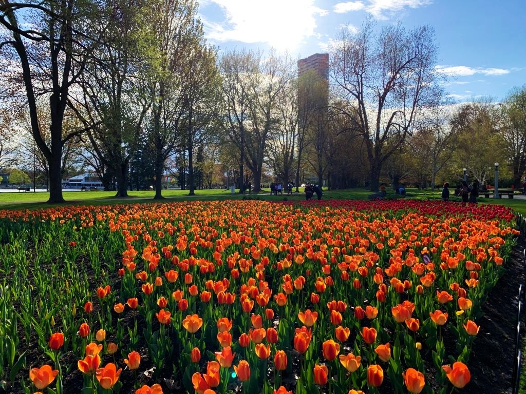 orange tulips in commissioners park in ottawa
